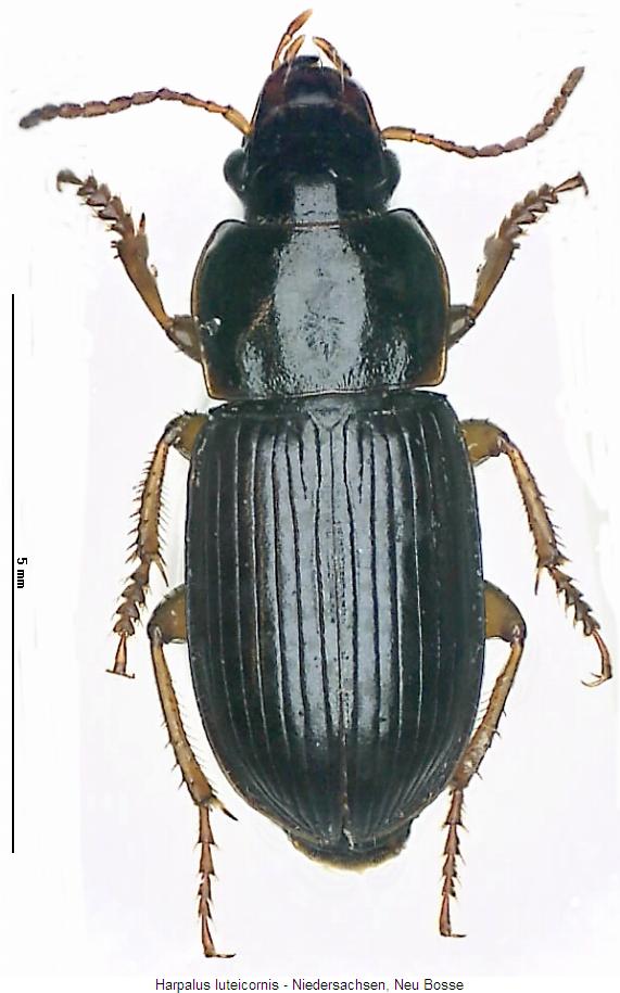 harpalus_luteicornis_hab.jpg
