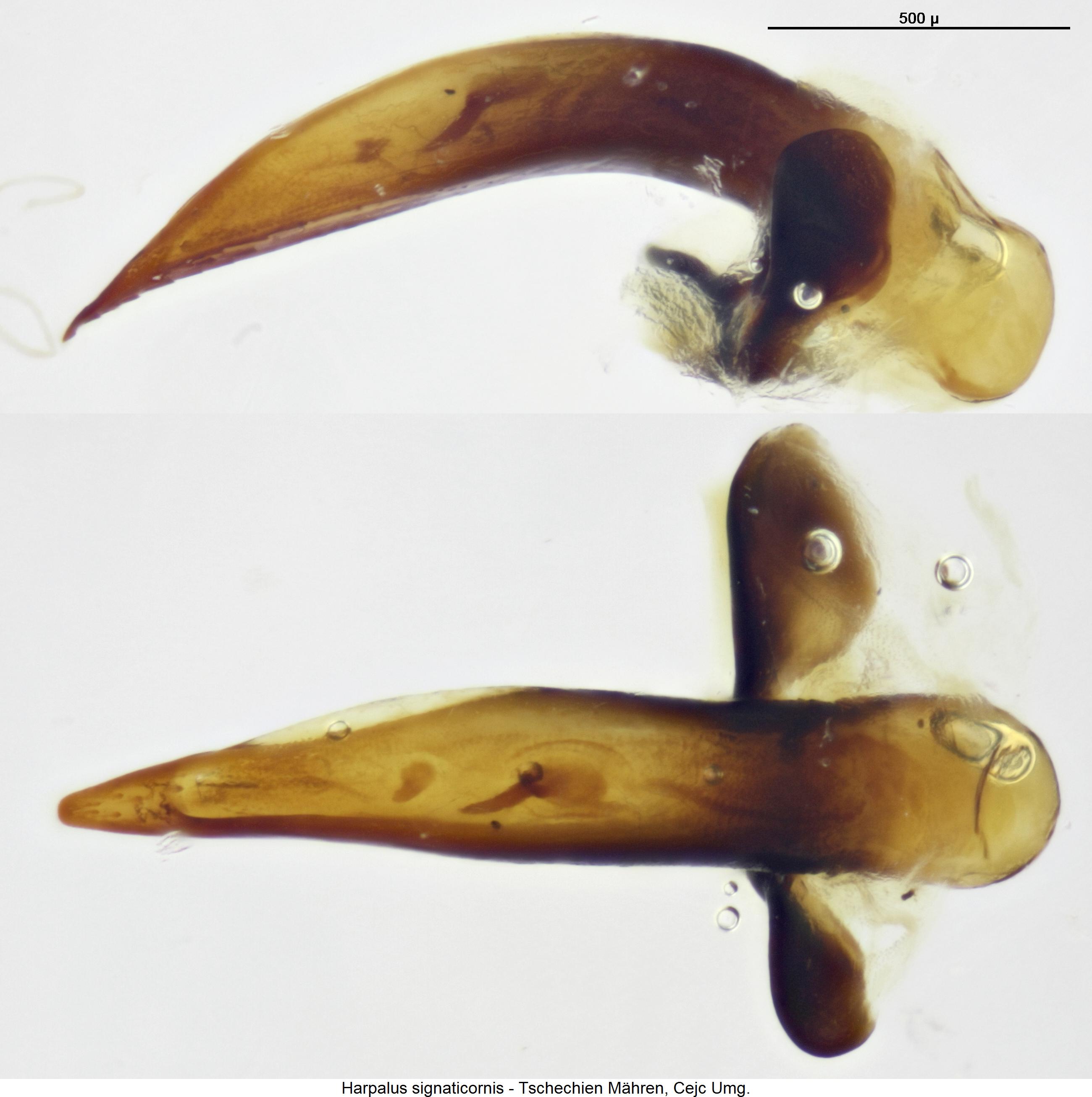harpalus_signaticornis.jpg