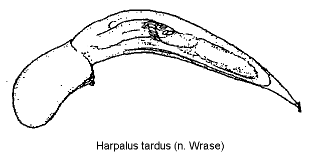 harpalus_tardus.gif