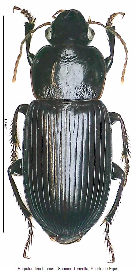 harpalus_tenebrosus_hab.jpg