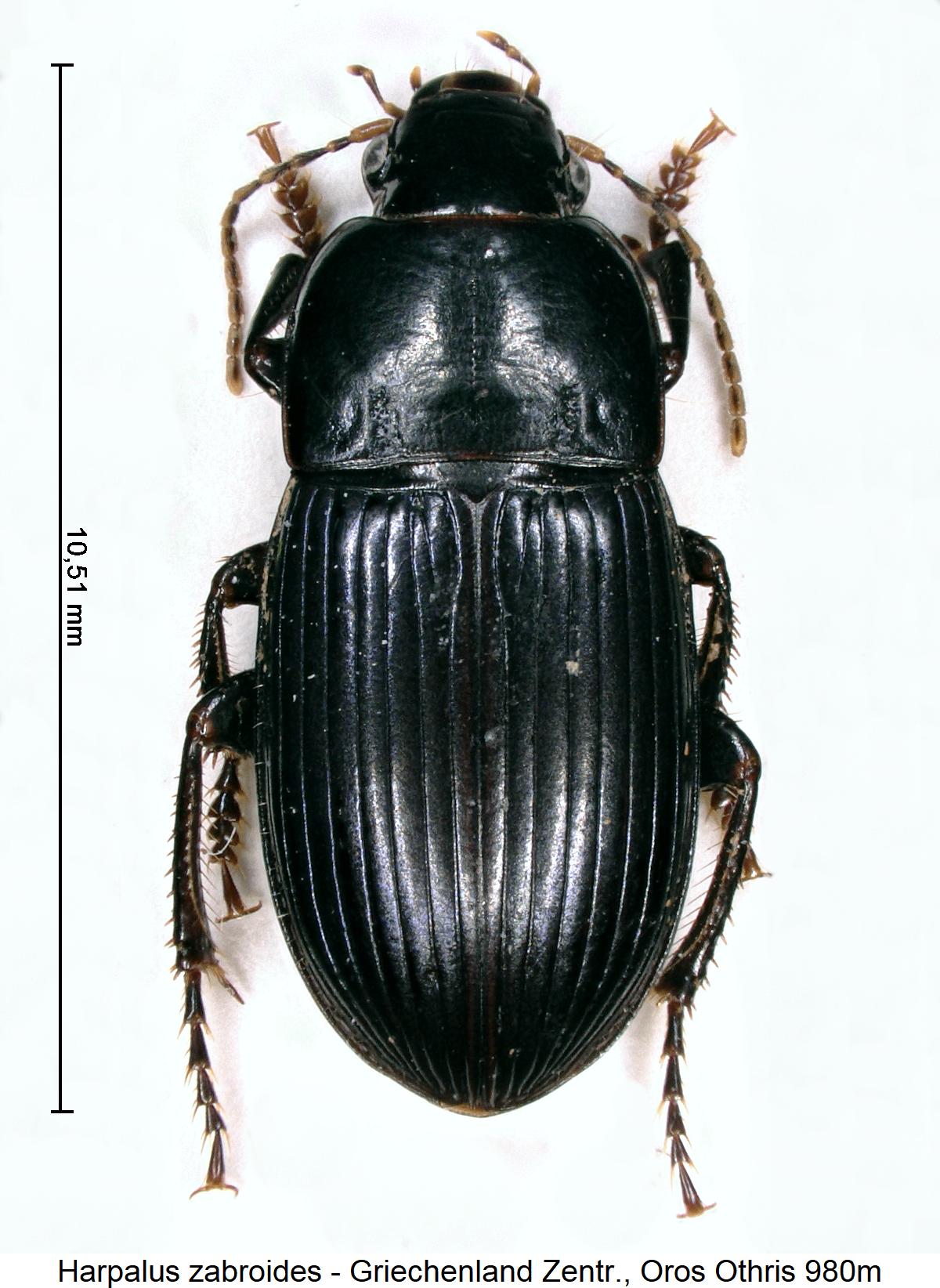 harpalus_zabroides_hab.jpg