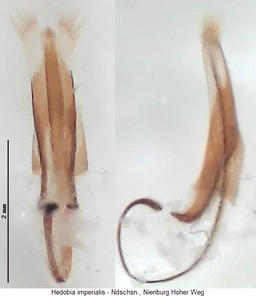 hedobia_imperialis.jpg