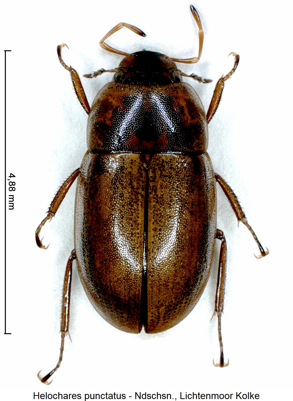 helochares_punctatus_hab.jpg