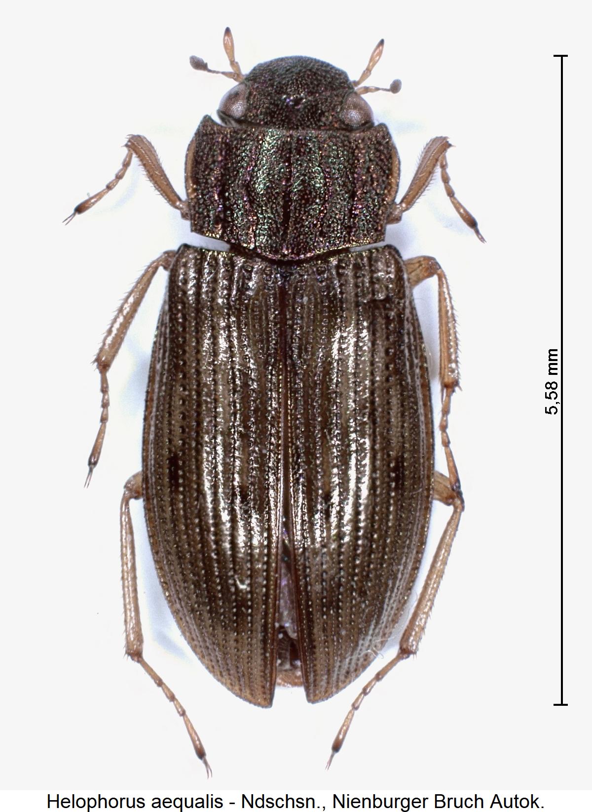 helophorus_aequalis_hab.jpg