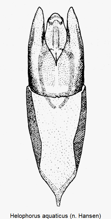helophorus_aquaticus-1.gif