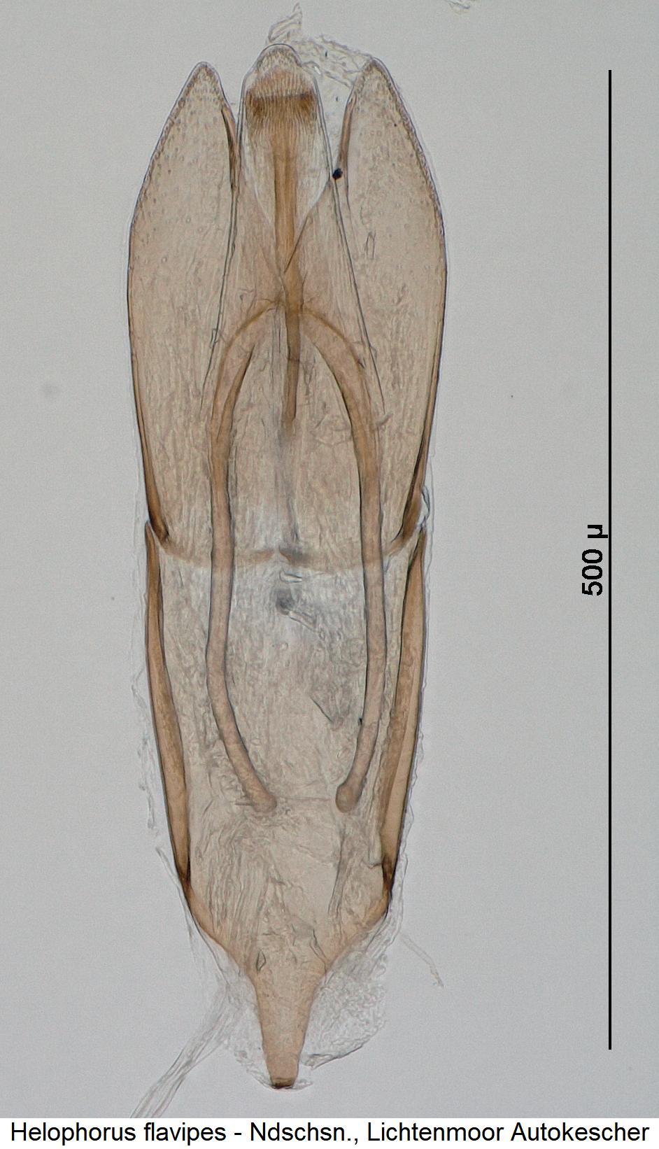 helophorus_flavipes.jpg