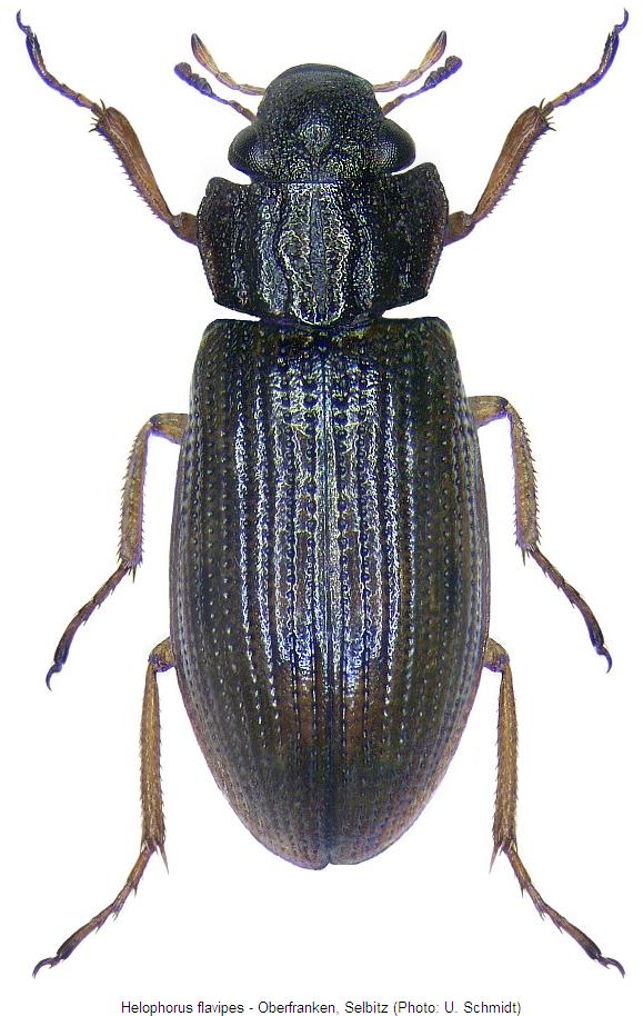 helophorus_flavipes_hab.jpg