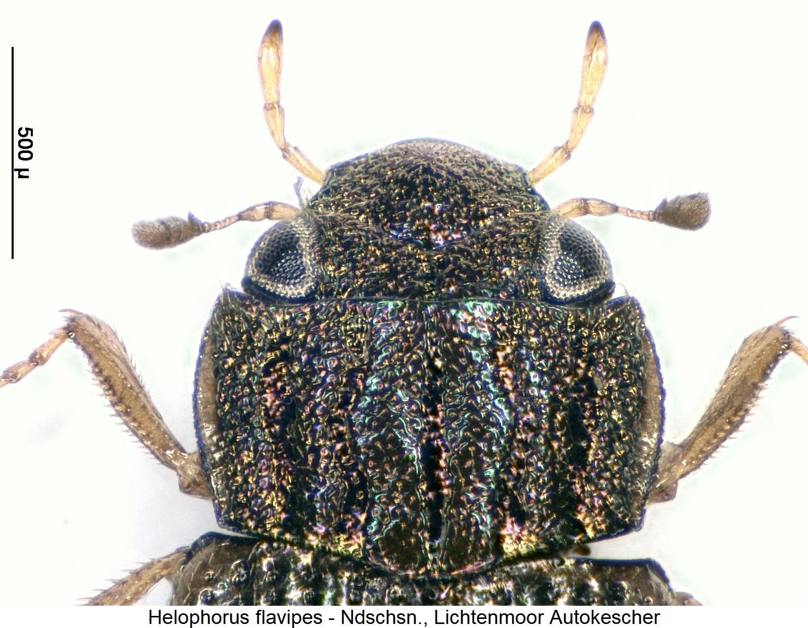 helophorus_flavipes_vk.jpg
