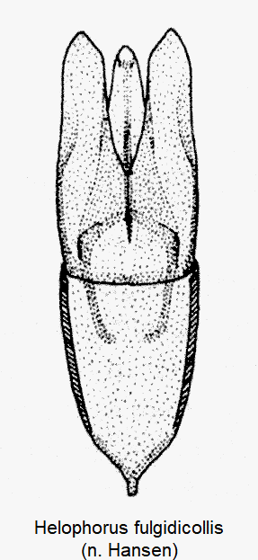 helophorus_fulgidicollis-1.gif