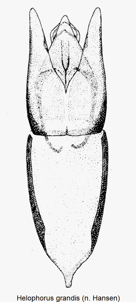 helophorus_grandis-1.gif