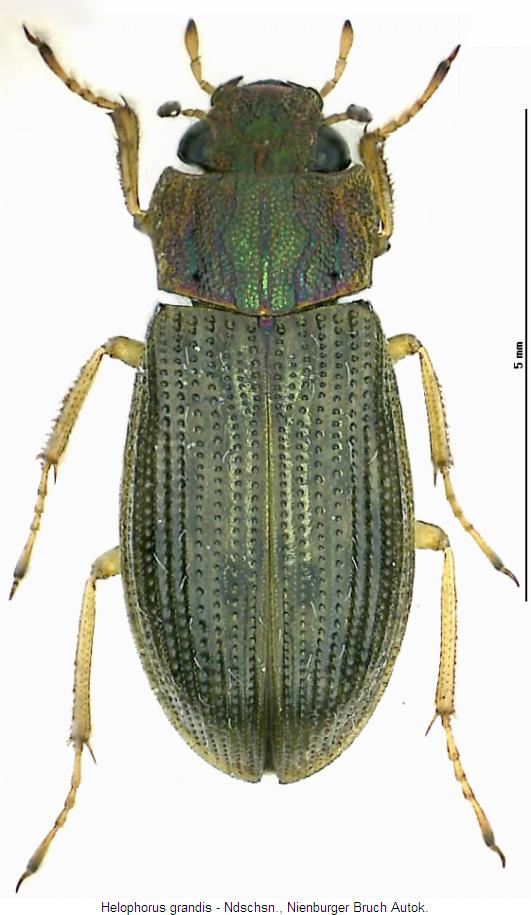 helophorus_grandis_hab.jpg