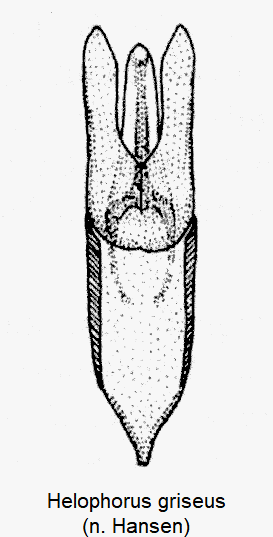 helophorus_griseus-1.gif