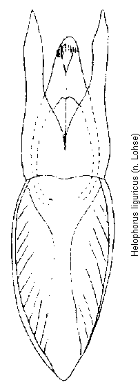 helophorus_liguricus.gif