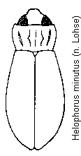 helophorus_minutus_hab.gif