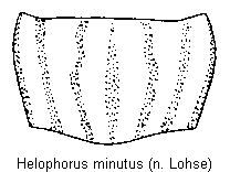 helophorus_minutus_hsch.gif
