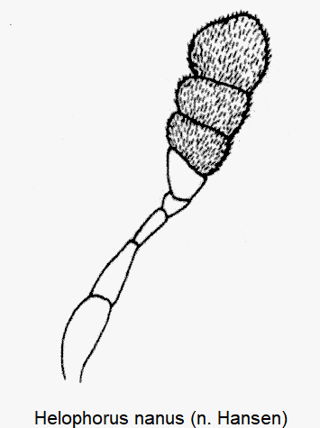 helophorus_nanus_f.gif