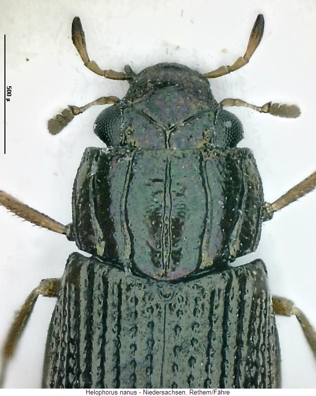 helophorus_nanus_vk.jpg