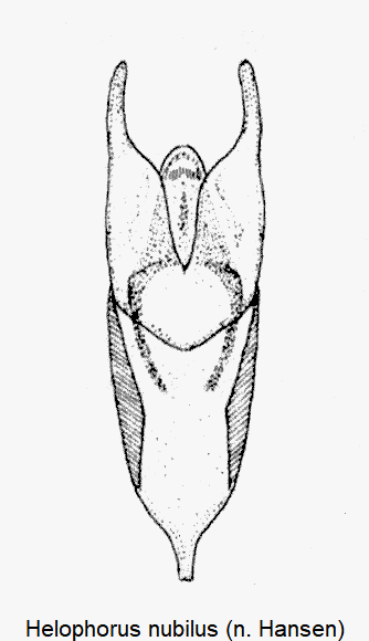 helophorus_nubilus.gif
