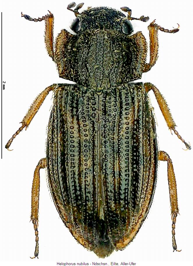 helophorus_nubilus_hab.jpg