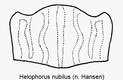 helophorus_nubilus_hsch.gif