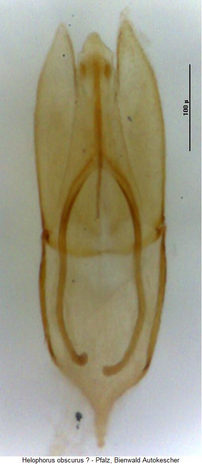helophorus_obscurus2.jpg