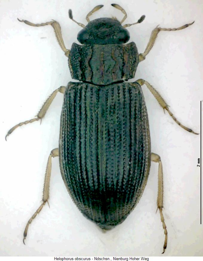 helophorus_obscurus_hab.jpg