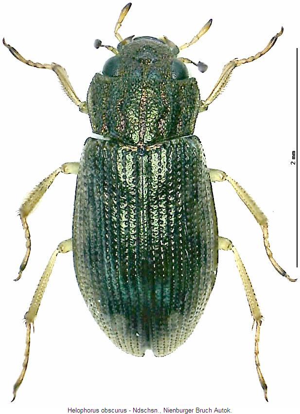 helophorus_obscurus_hab2.jpg