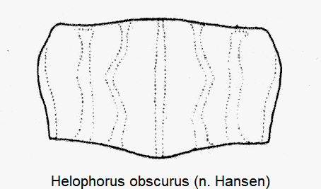 helophorus_obscurus_hsch.gif