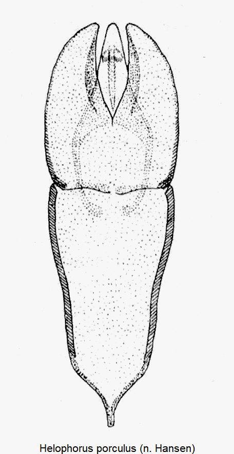 helophorus_porculus.gif