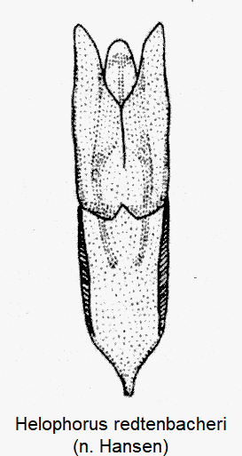 helophorus_redtenbacheri-1.gif