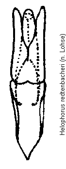 helophorus_redtenbacheri.gif
