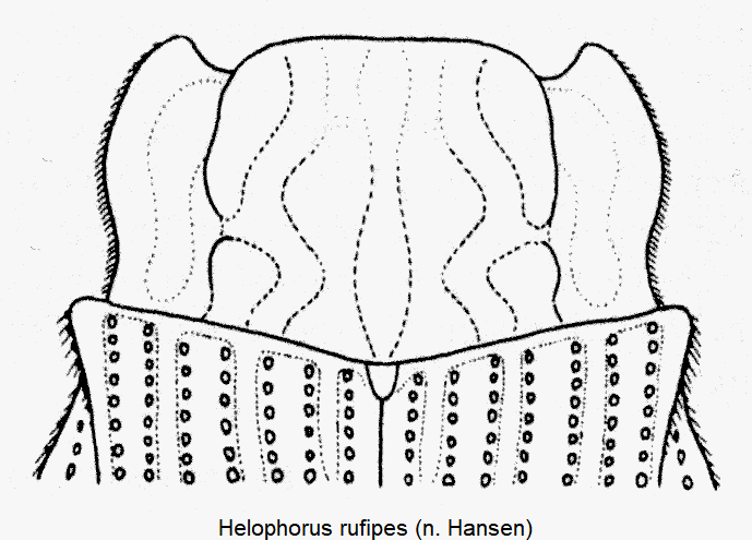 helophorus_rufipes_vk.gif