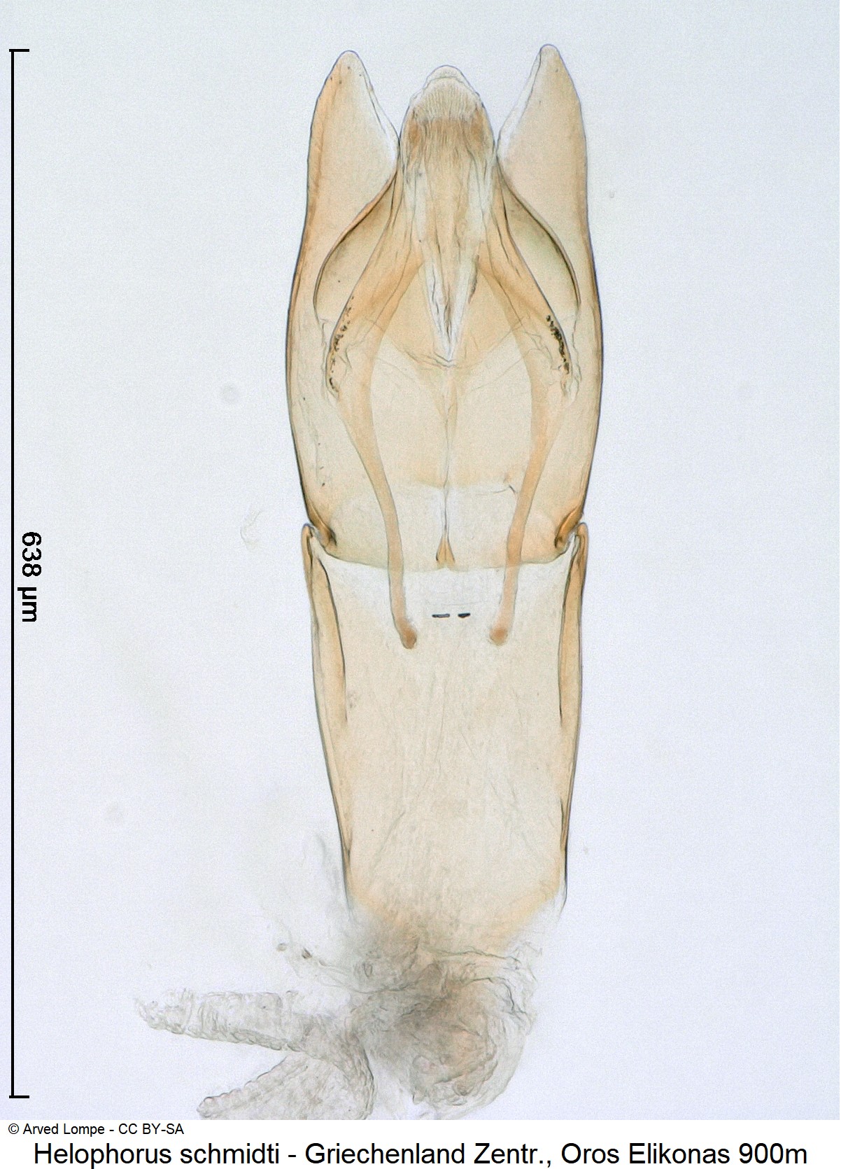 helophorus_schmidti_ck30876303.jpg