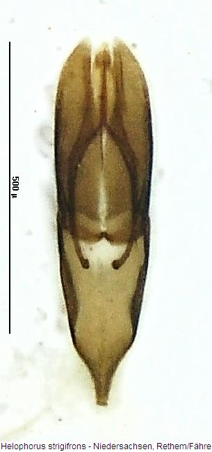helophorus_strigifrons.jpg