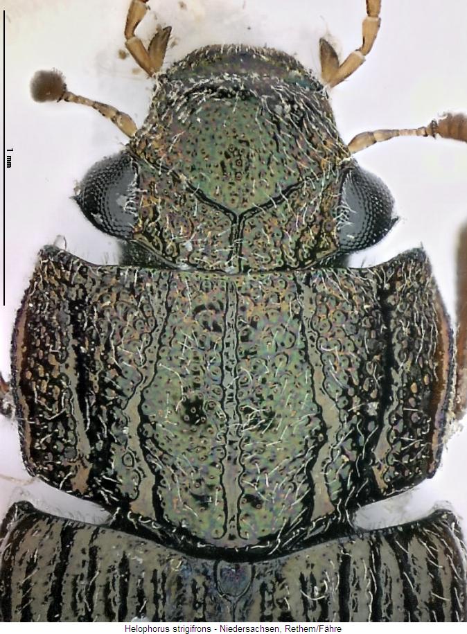 helophorus_strigifrons_vk.jpg