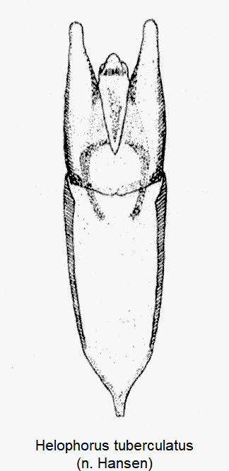 helophorus_tuberculatus.gif