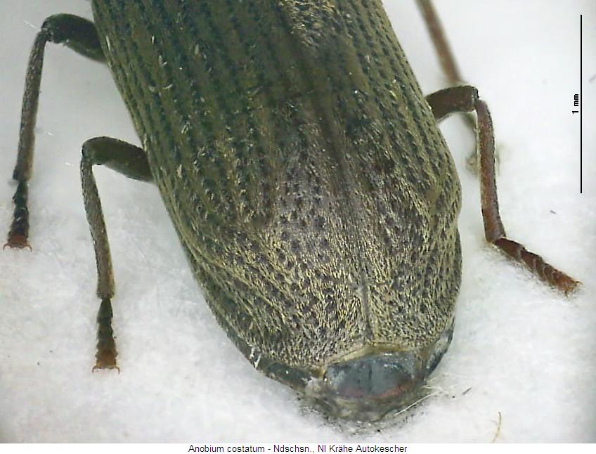 hemicoelus_costatum_hlb.jpg