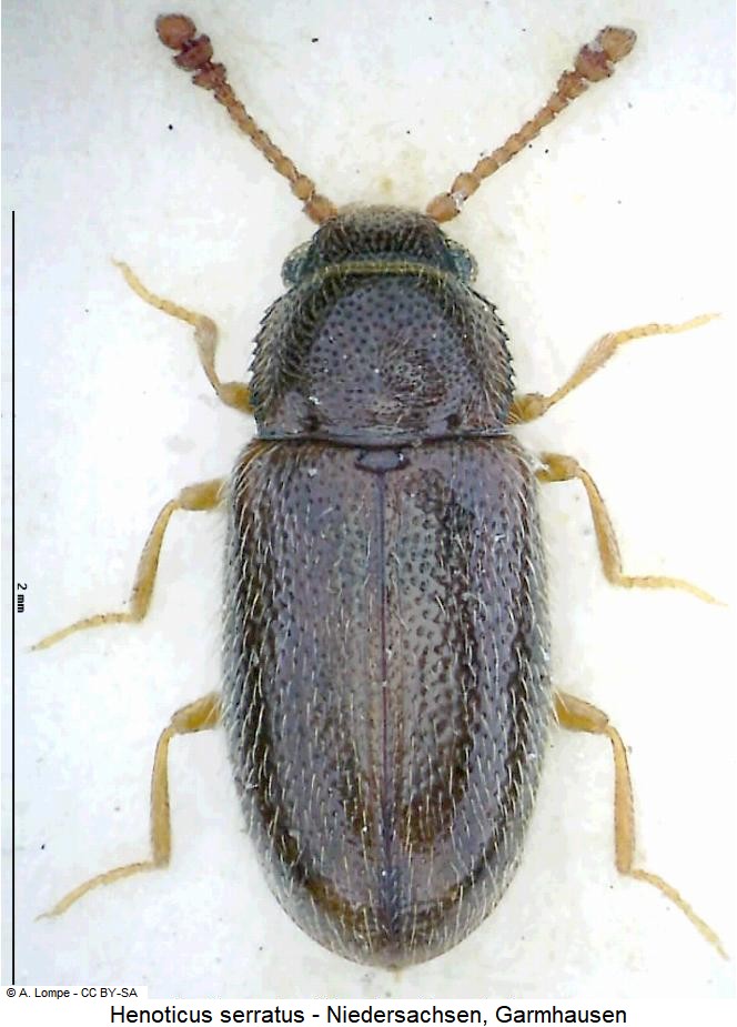 henoticus_serratus_hab.jpg