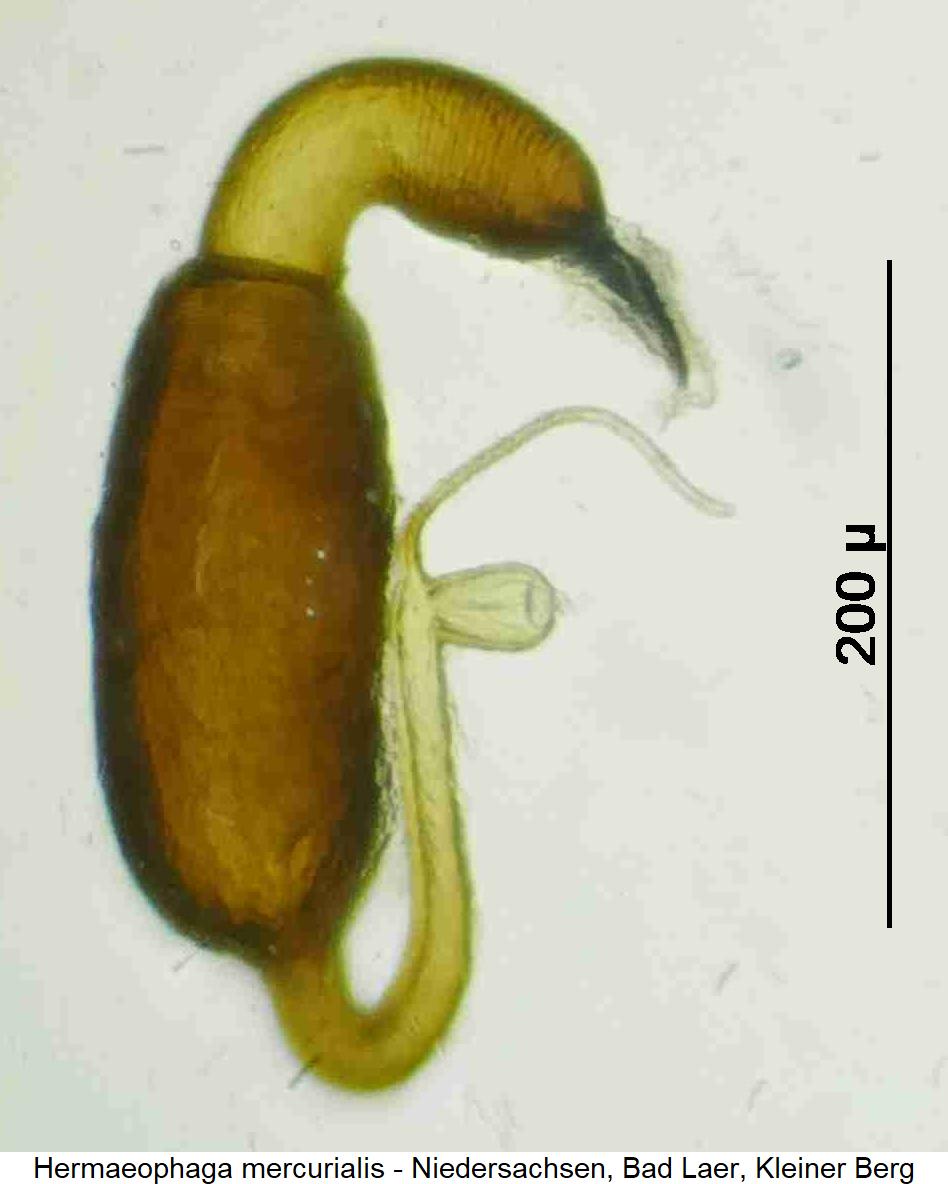 hermaeophaga_mercurialis_sperm1.jpg