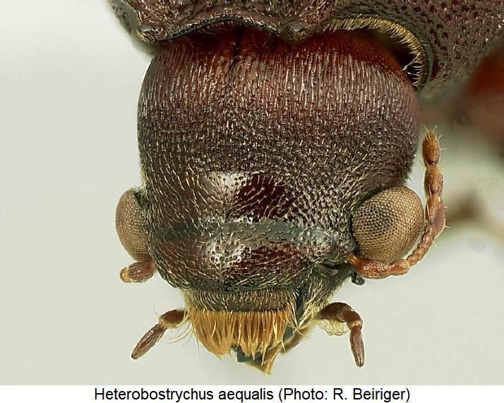 heterobostrychus_aequalis_k.jpg