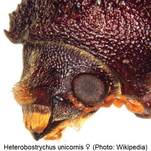 heterobostrychus_unicornis_w_k.jpg