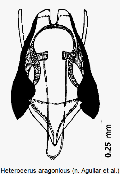heterocerus_aragonicus.gif