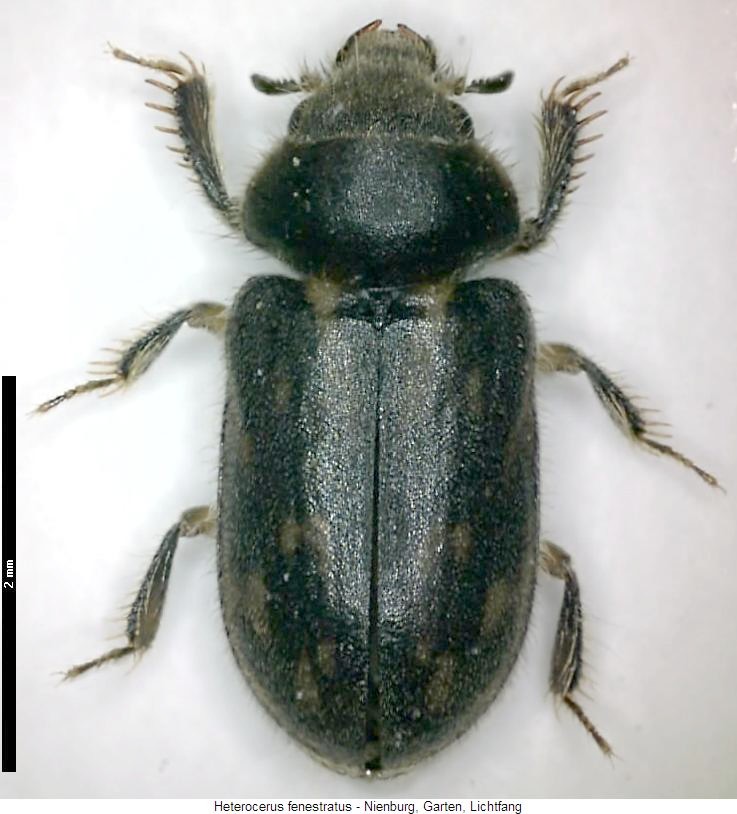 heterocerus_fenestratus_hab.jpg
