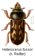 heterocerus_fossor_rtt.gif