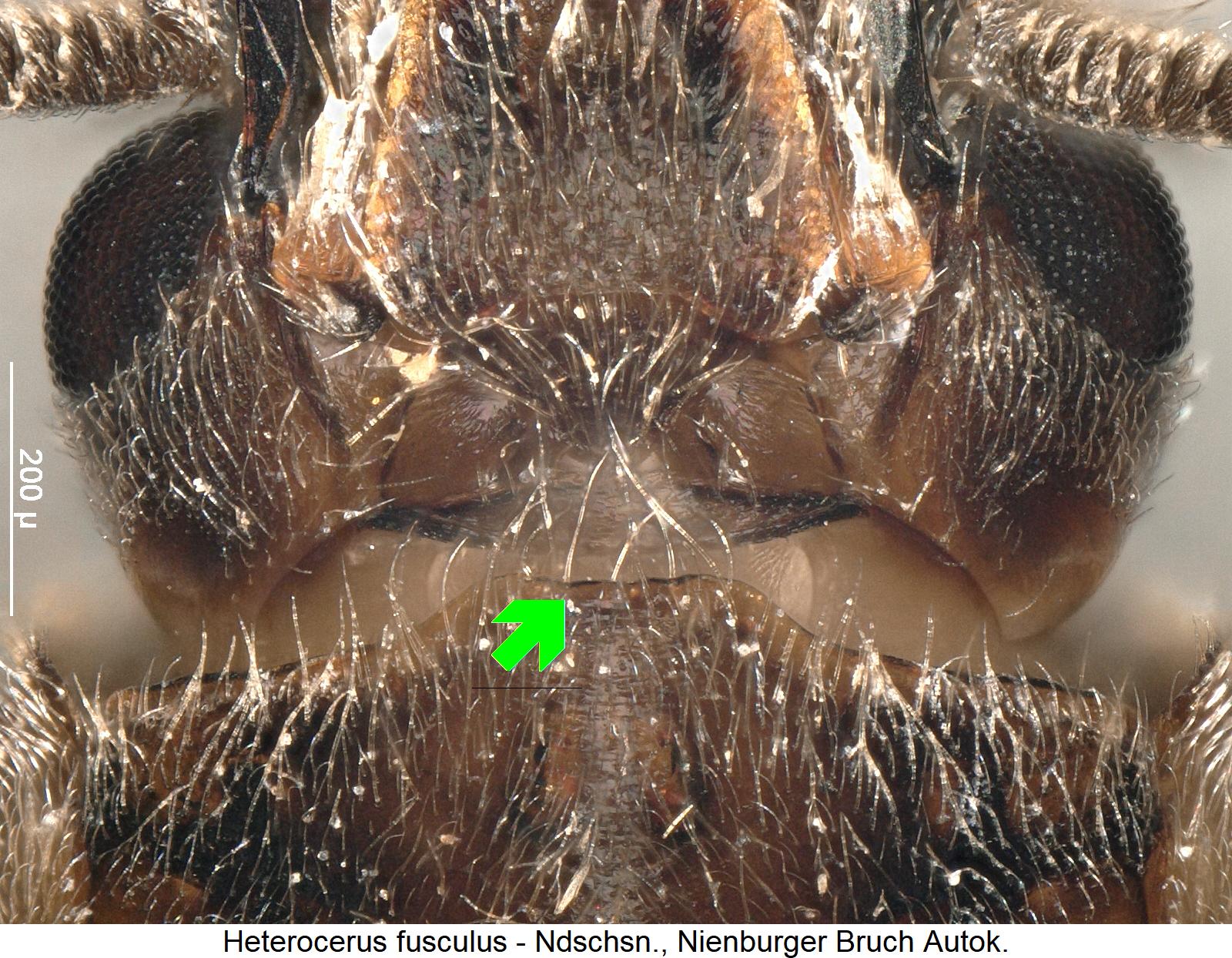 heterocerus_fusculus_vbr.jpg