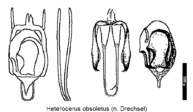 heterocerus_obsoletus.gif
