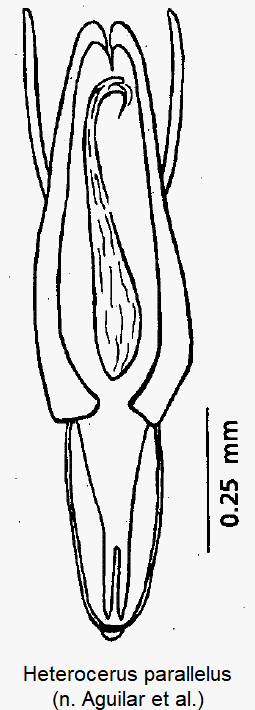 heterocerus_parallelus2.gif