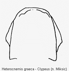 heterocnemis_graeca_clypeus.gif