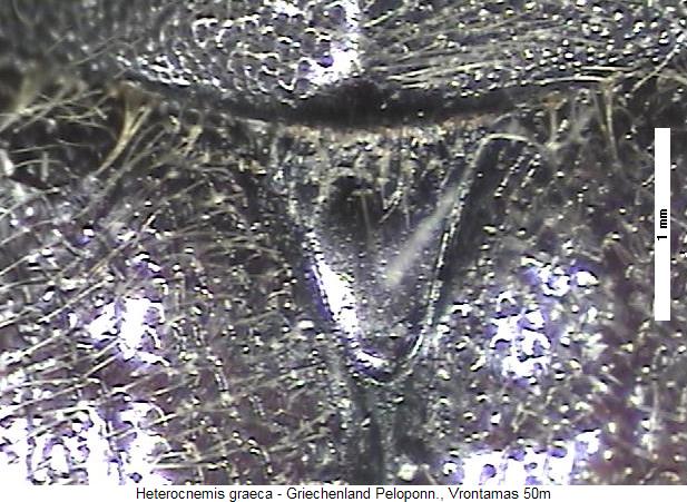 heterocnemis_graeca_scut.jpg
