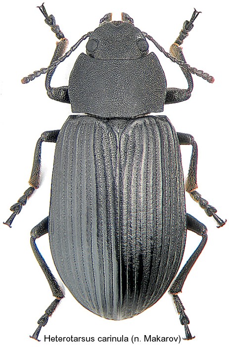 heterotarsus_carinula.jpg